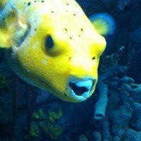 Esse bicho é MUITO feio, mas é meu peixe favorito. Não sei seu verdadeiro nome, mas o apelidei de peixe-isopor.